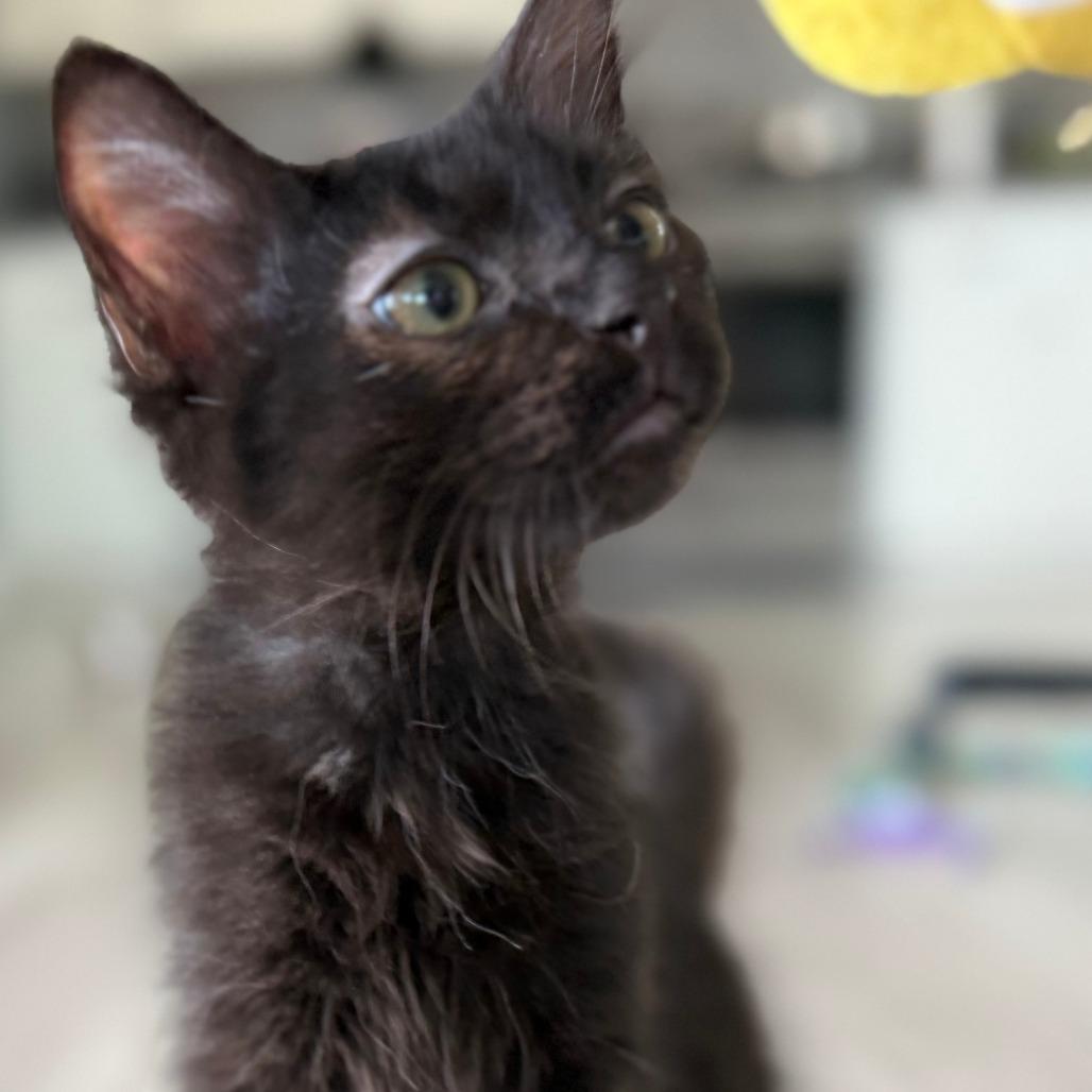 Nezuko, Adoptable, Young Female Domestic Medium Hair.