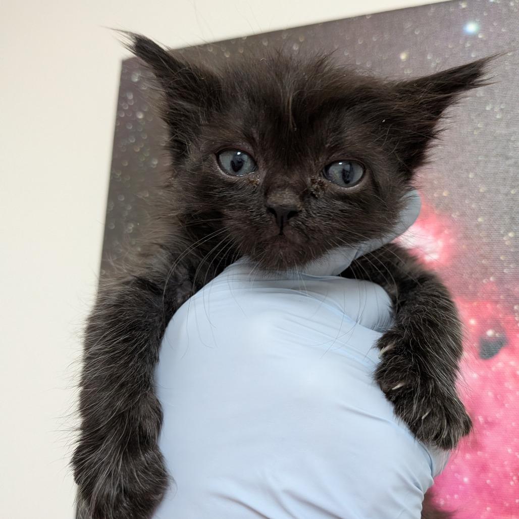 Enlarge Nezuko, a Adoptable Domestic Medium Hair in Long Beach, CA image 2/2