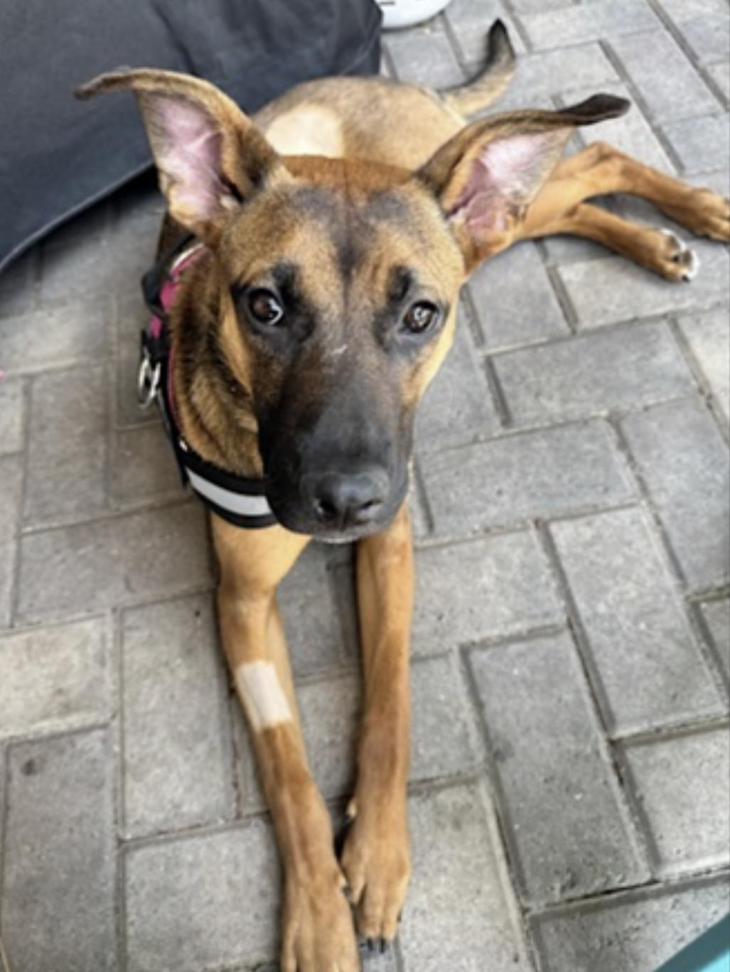 Gigi — thumbnail 3