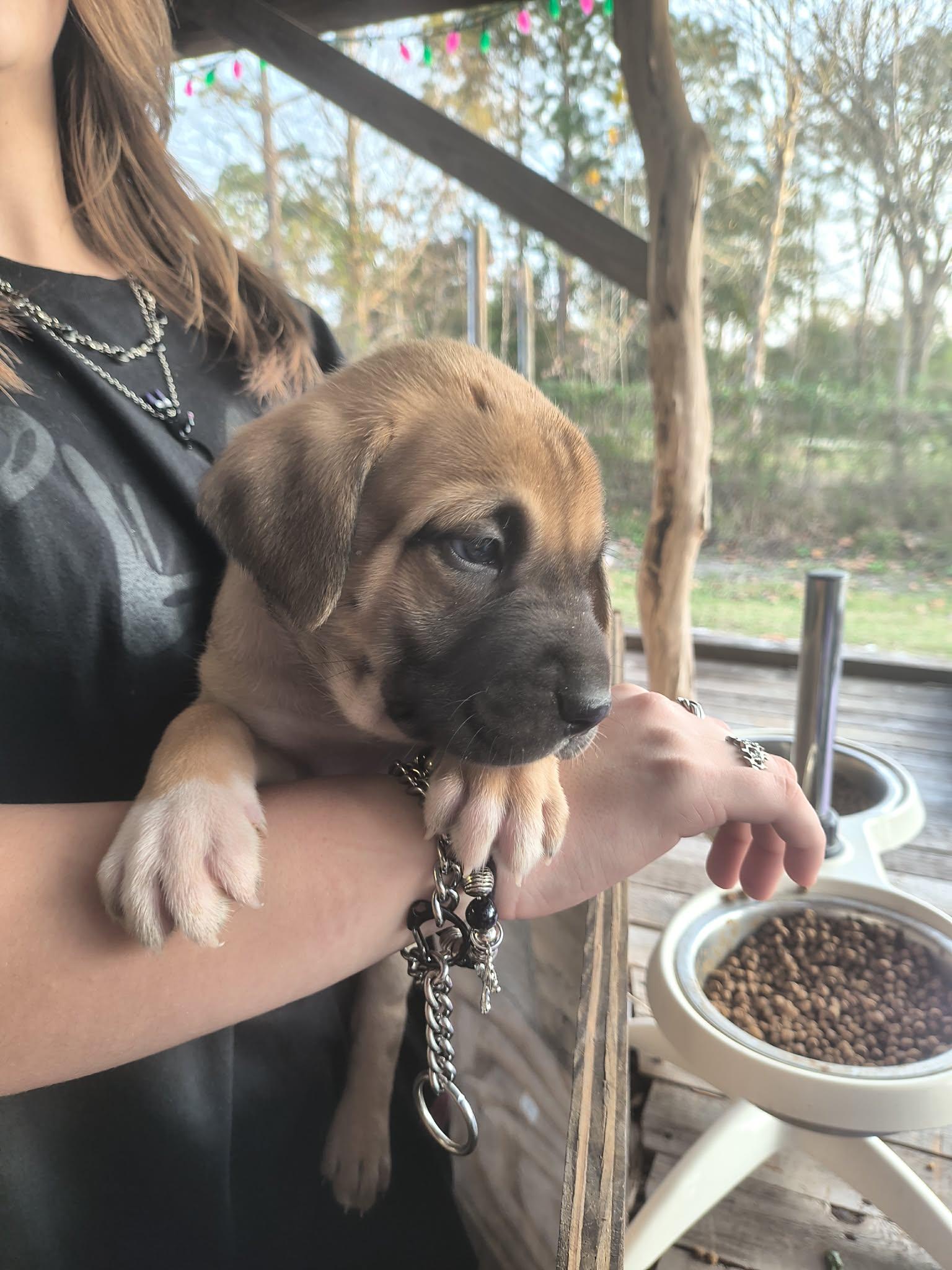 Enlarge Rufflestiltskin, a ADOPTABLE mixed breed in Houston, TX image 1/2