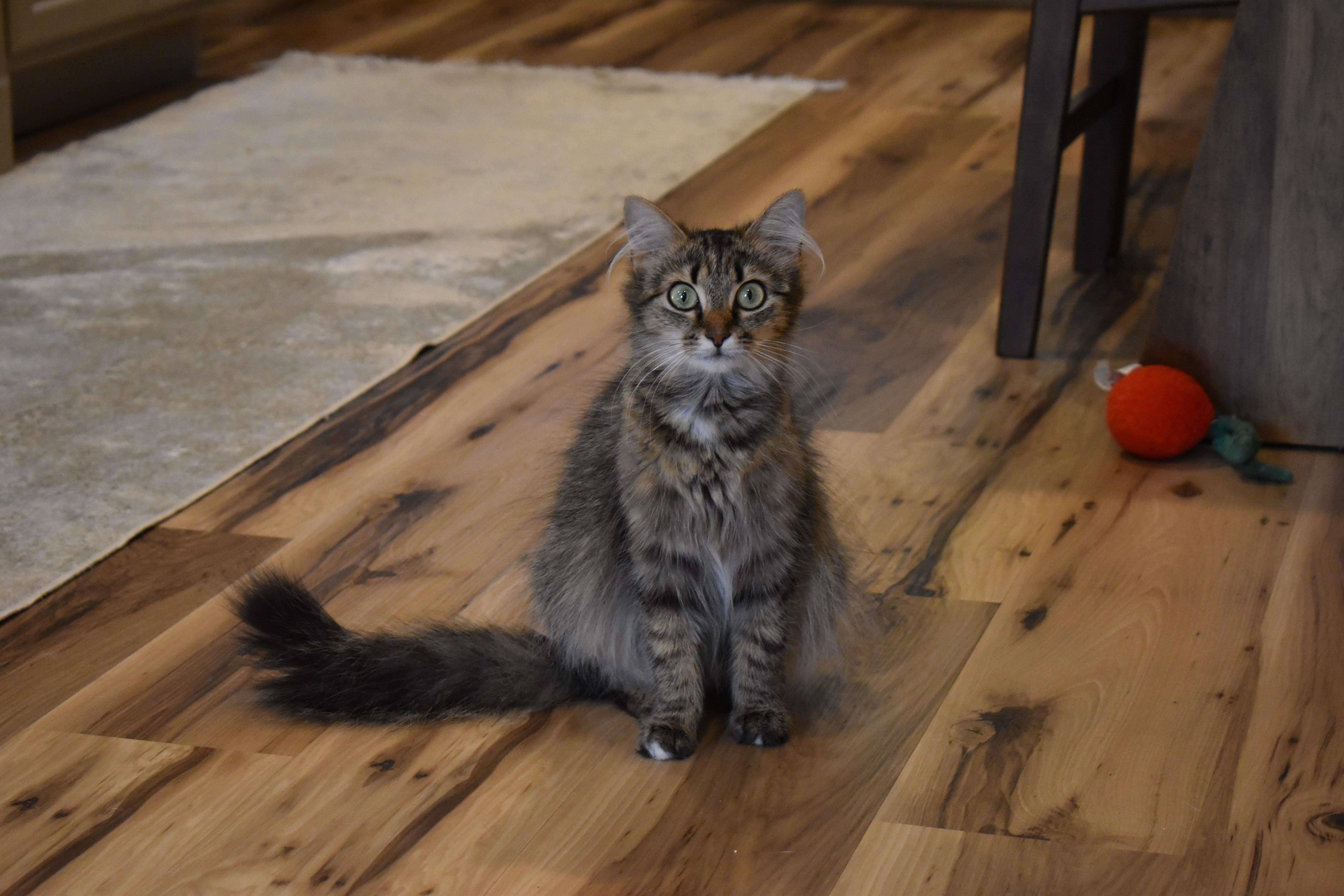 Sadie, ADOPTABLE, Young Female Domestic Medium Hair.