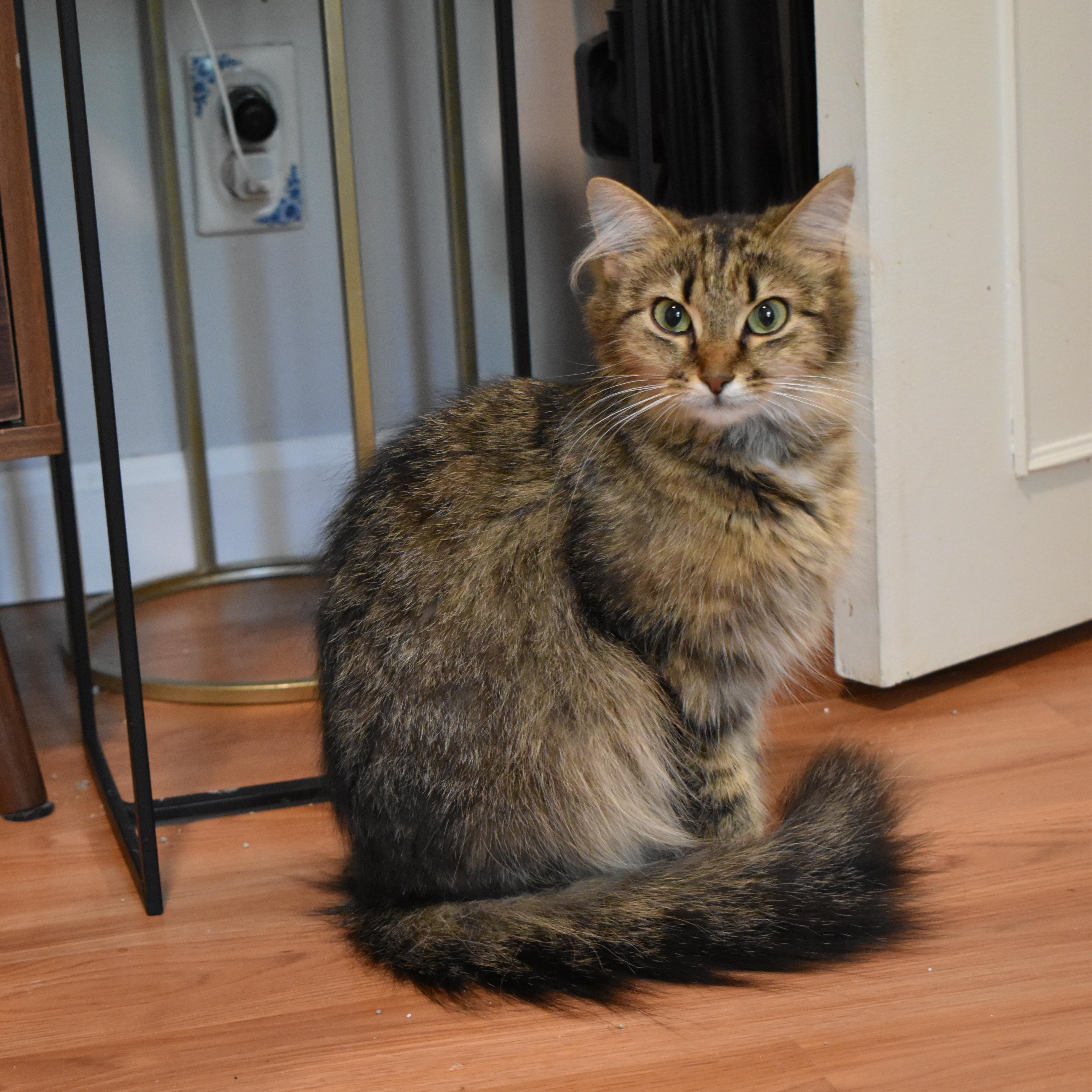 Sadie, a ADOPTABLE Domestic Medium Hair in Brockport, NY image 3/6