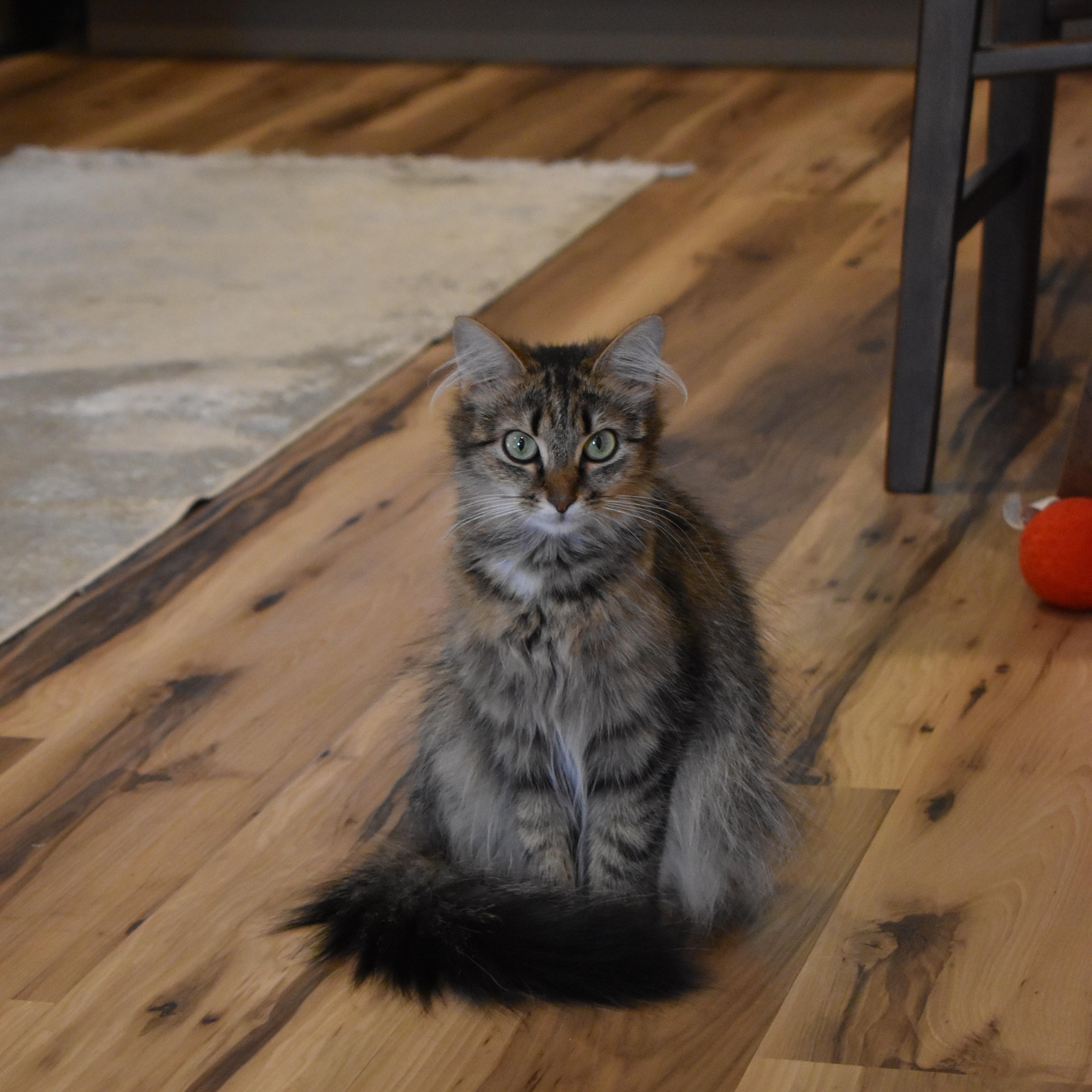 Sadie, a ADOPTABLE Domestic Medium Hair in Brockport, NY image 6/6