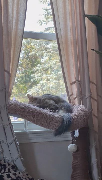 Enlarge Sadie, a ADOPTABLE Domestic Medium Hair in Brockport, NY video 4/6