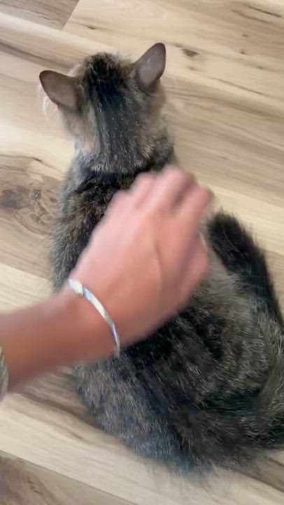 Enlarge Sadie, a ADOPTABLE Domestic Medium Hair in Brockport, NY video 2/6