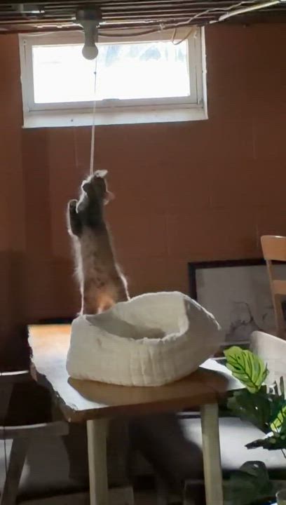 Enlarge Sadie, a ADOPTABLE Domestic Medium Hair in Brockport, NY video 5/6