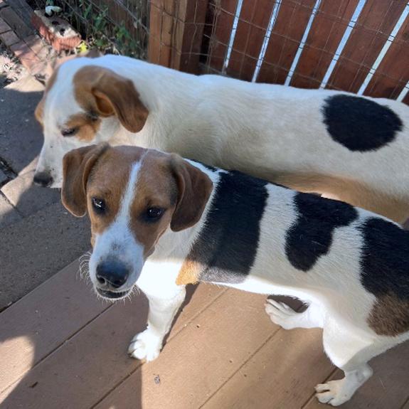 Stripe, an adopted mixed breed in London, OH image 4/5