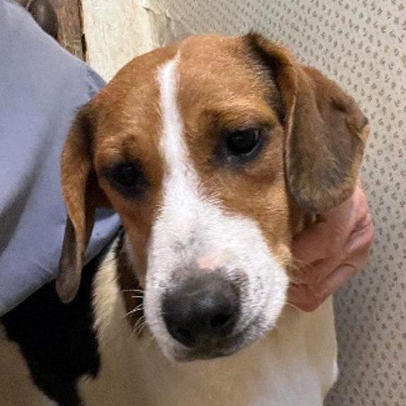 Stripe, an adopted mixed breed in London, OH image 3/5