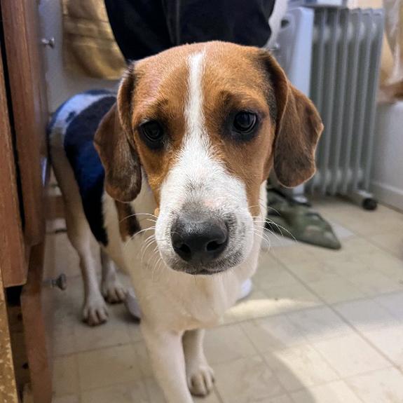 Stripe, an adopted mixed breed in London, OH image 2/5