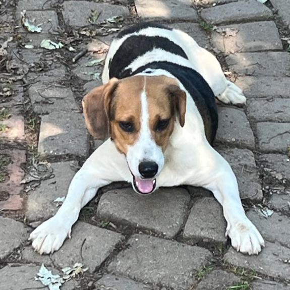 Stripe, an adopted mixed breed in London, OH image 5/5