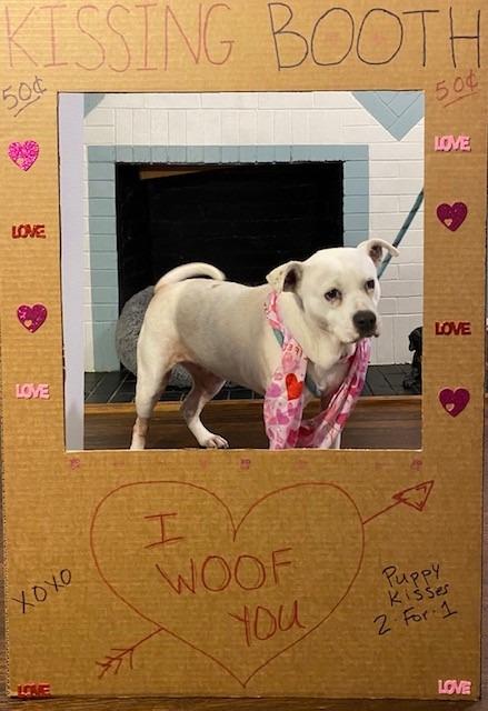 MaeMae, Adoptable, Adult Female Boxer & Terrier.
