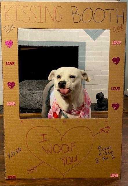 Enlarge MaeMae, a Adoptable mixed breed in El Dorado, AR image 2/3