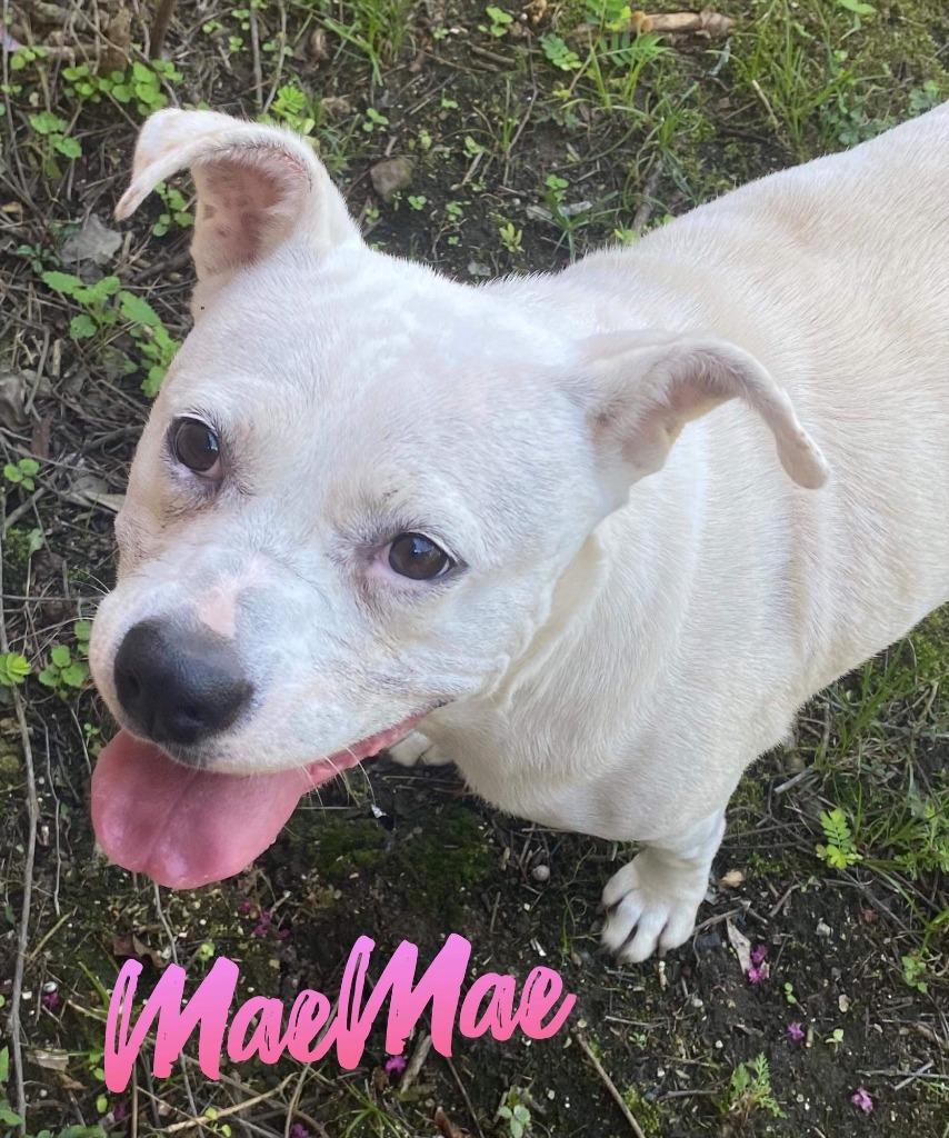 Enlarge MaeMae, a Adoptable mixed breed in El Dorado, AR image 3/3