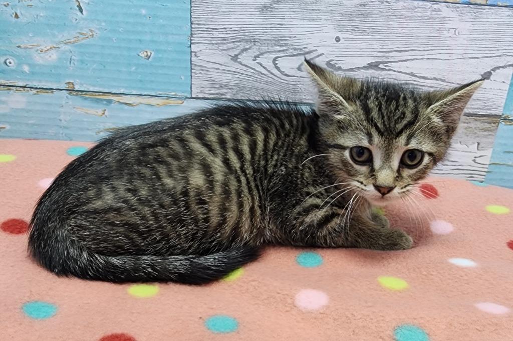 Crosby, Adoptable, Kitten Male Domestic Short Hair.