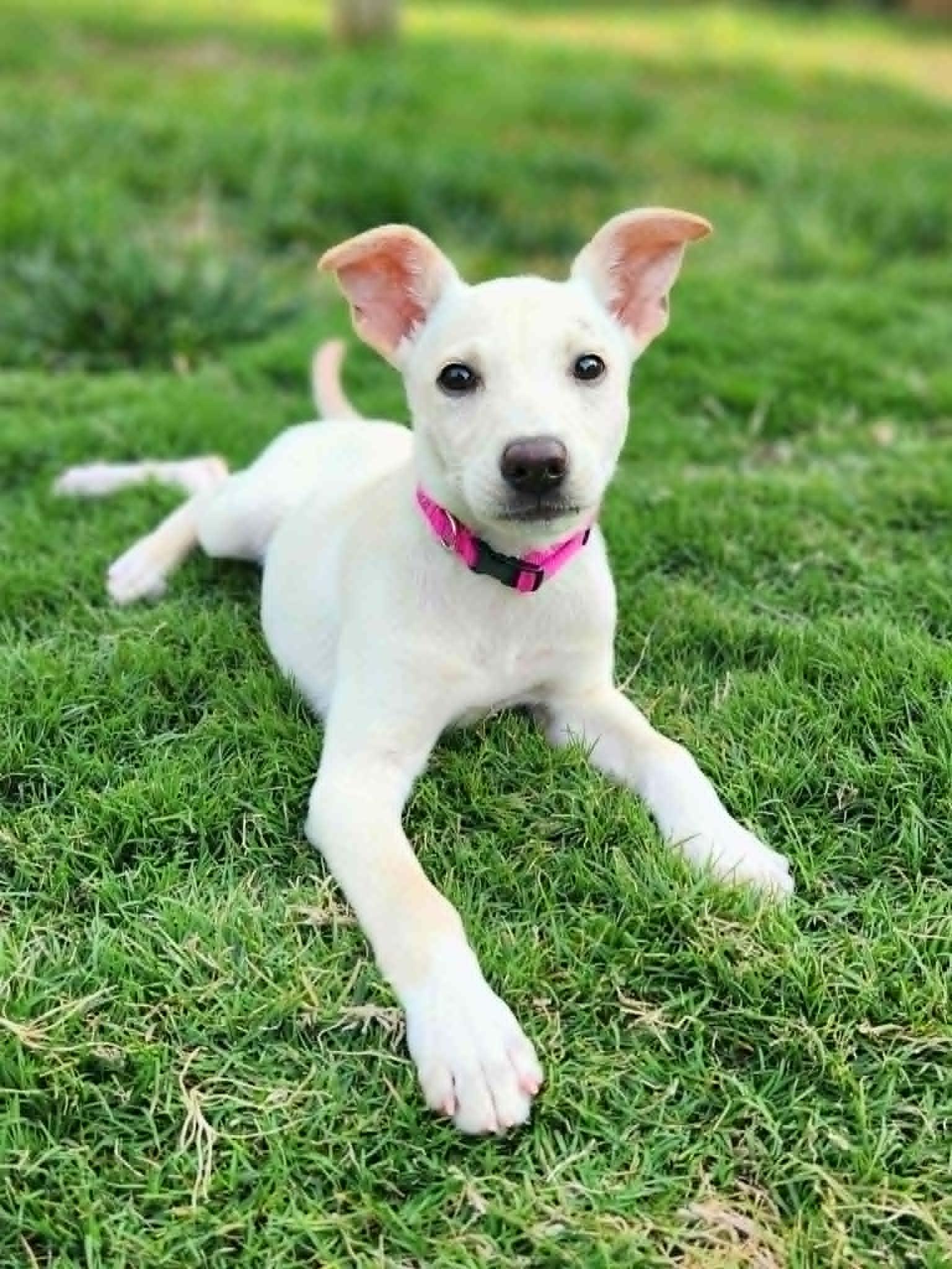 Tally, Adopted, Young Female Retriever.