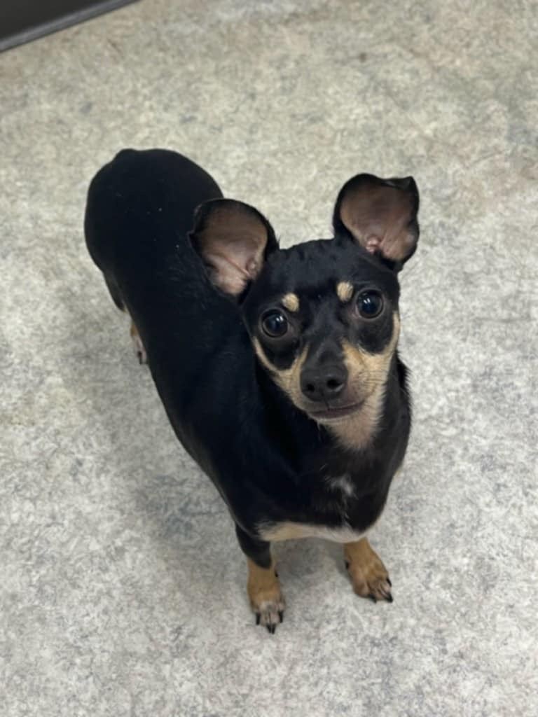 Pepper, Adopted, Young Female Chihuahua.