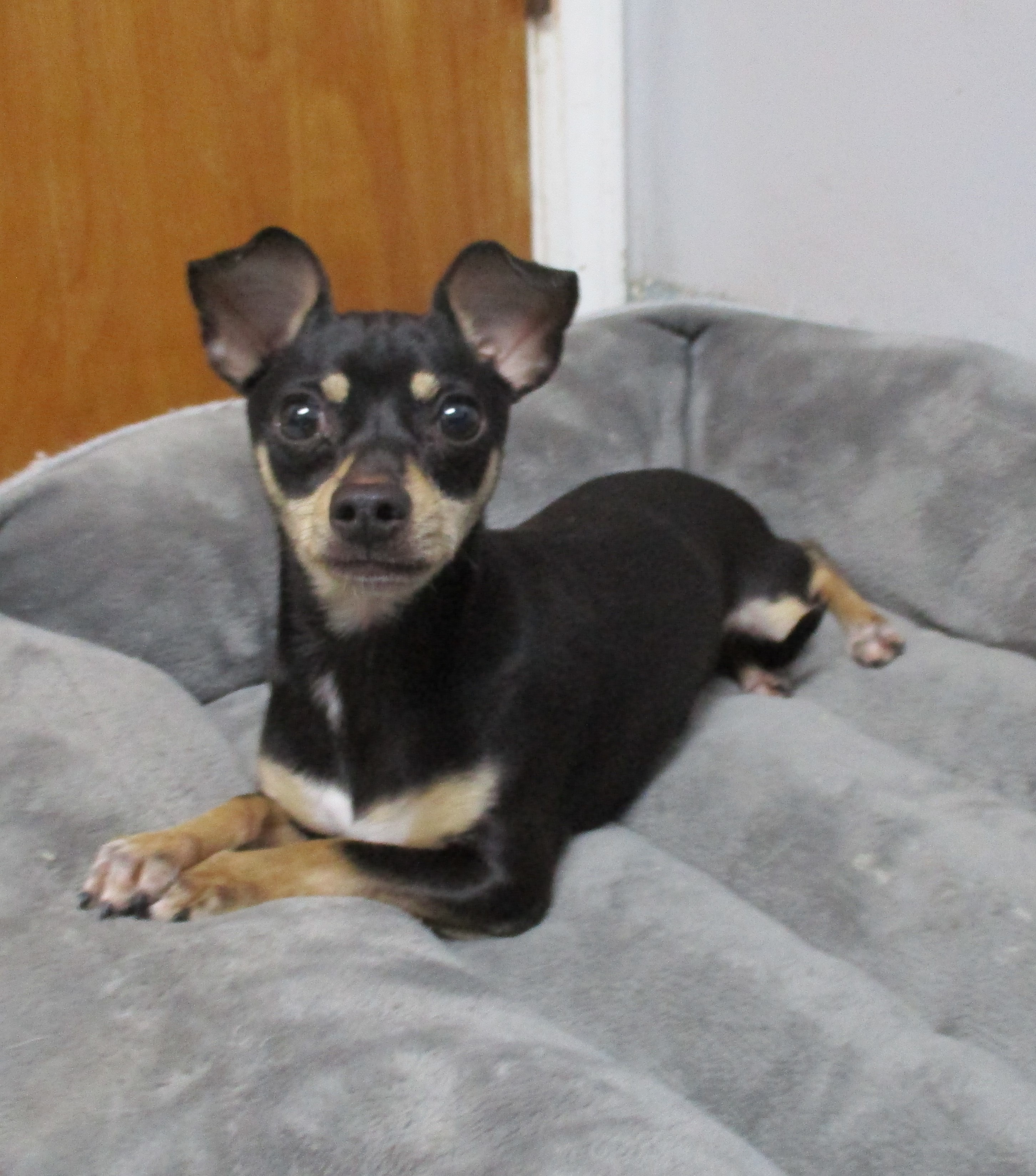 Enlarge Pepper, a Adopted Chihuahua in Shawnee Mission, KS image 2/4