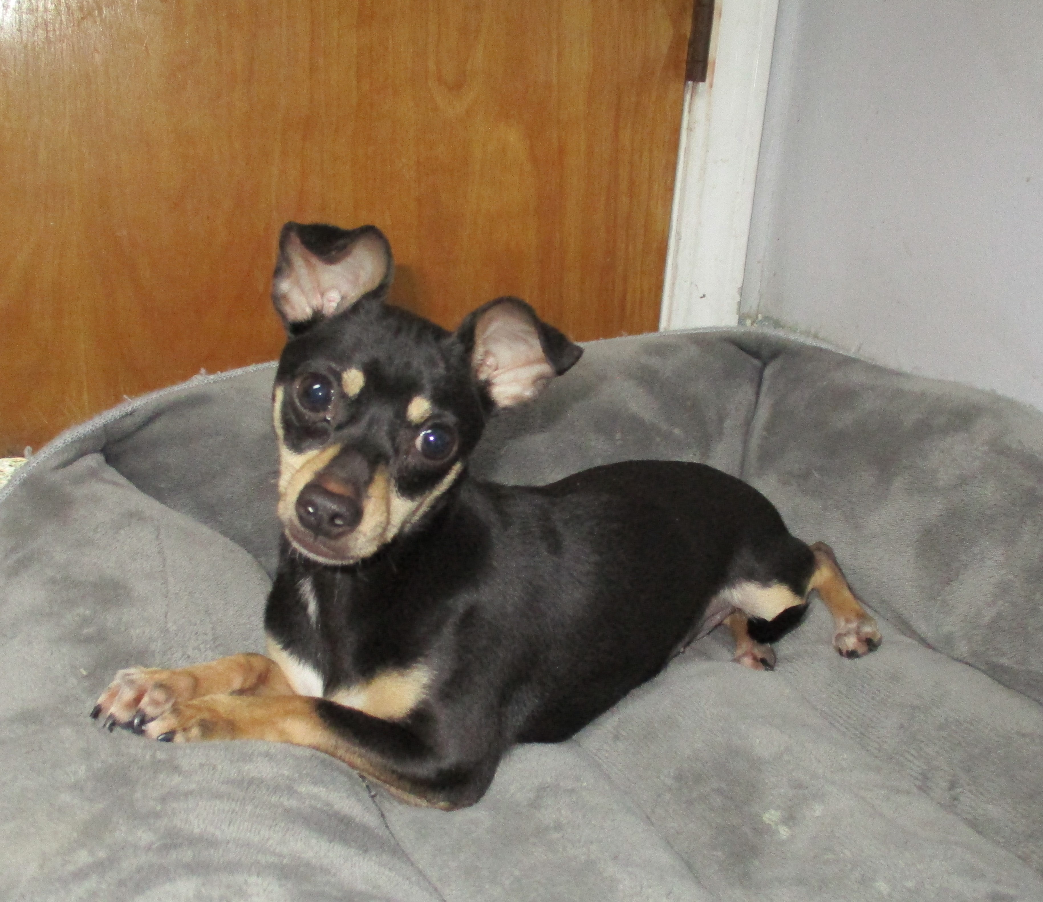 Enlarge Pepper, a Adopted Chihuahua in Shawnee Mission, KS image 3/4