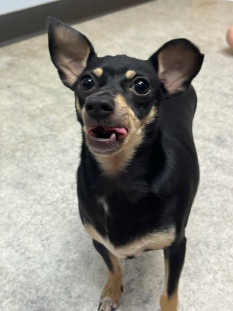 Enlarge Pepper, a Adopted Chihuahua in Shawnee Mission, KS image 4/4