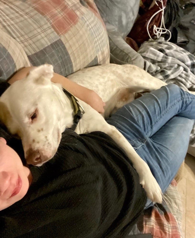 Enlarge Murdock WV-JC1001-T, a Adoptable mixed breed in Woodinville, WA image 6/6