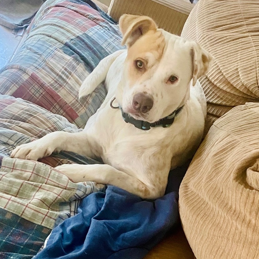 Enlarge Murdock WV-JC1001-T, a Adoptable mixed breed in Woodinville, WA image 1/6