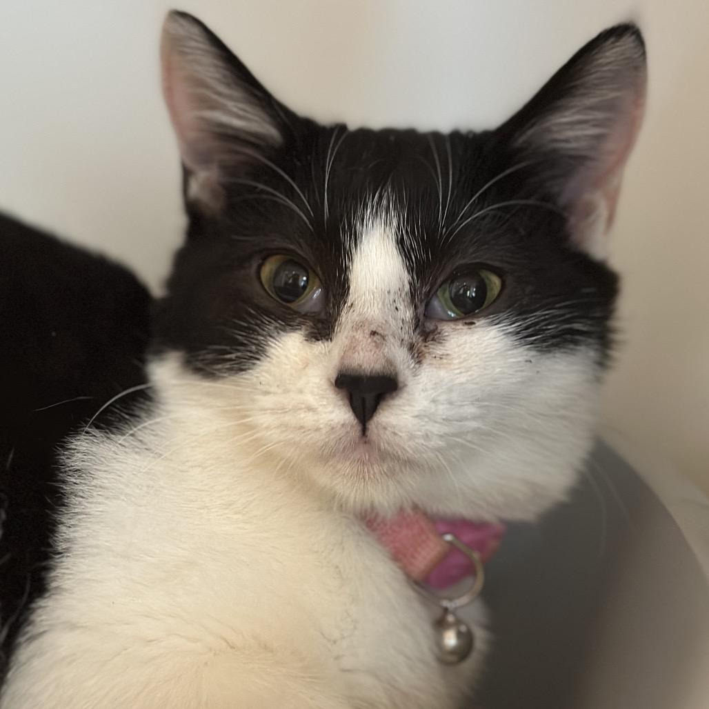 Bethany, Adoptable, Kitten Female Domestic Short Hair.