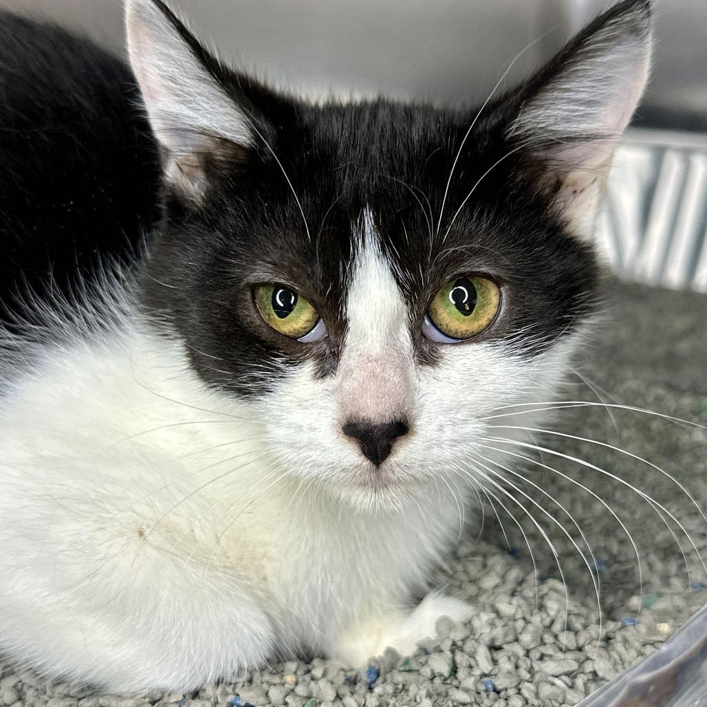 Enlarge Bethany, a Adoptable Domestic Short Hair in Matteson, IL image 2/3