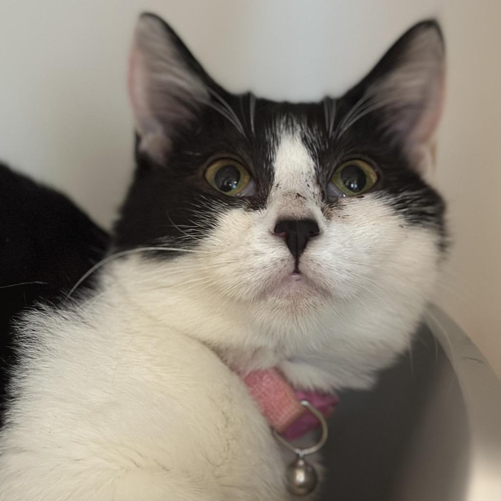 Enlarge Bethany, a Adoptable Domestic Short Hair in Matteson, IL image 3/3