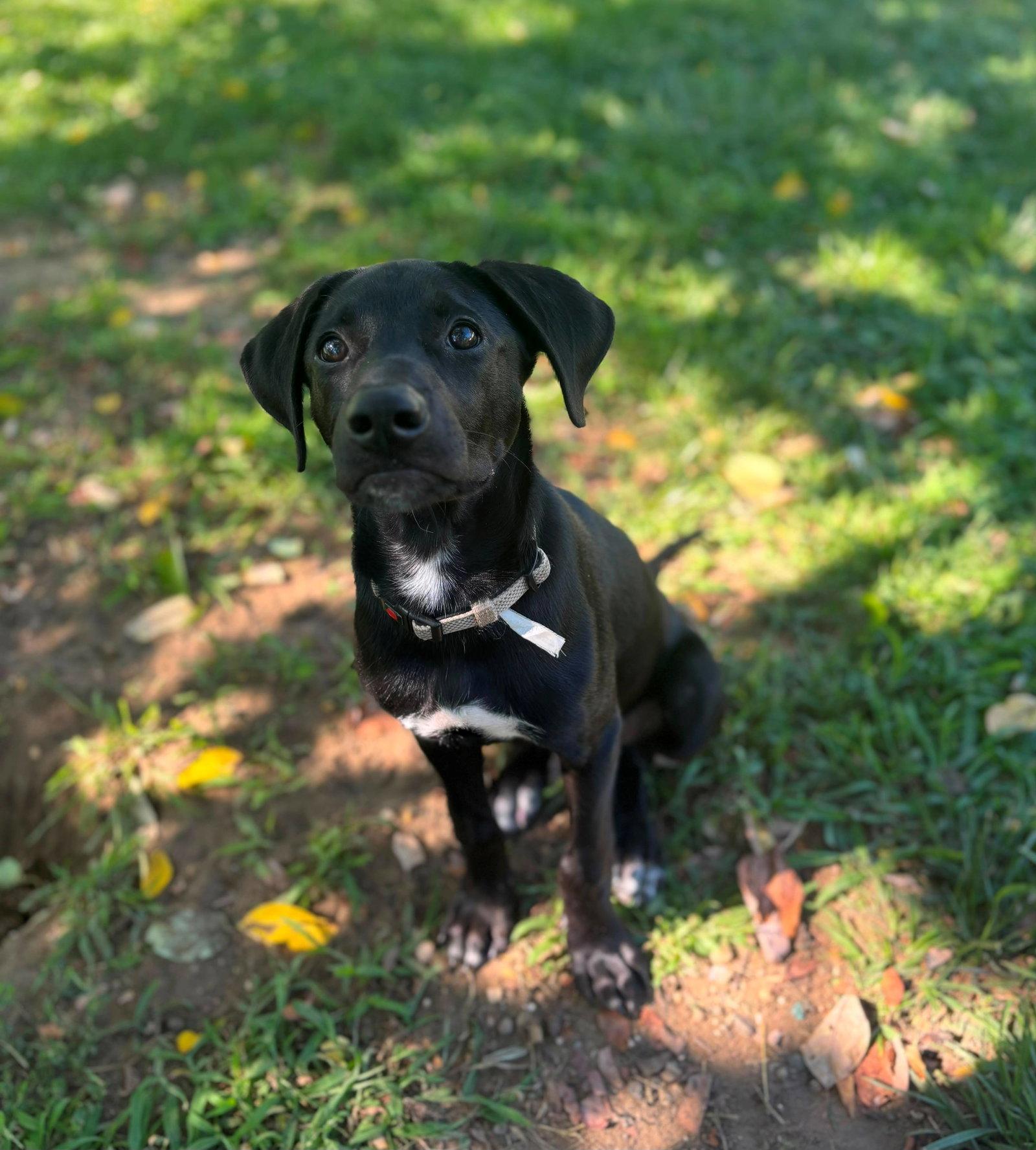 Cole, Adoptable, Puppy Male Mixed Breed.