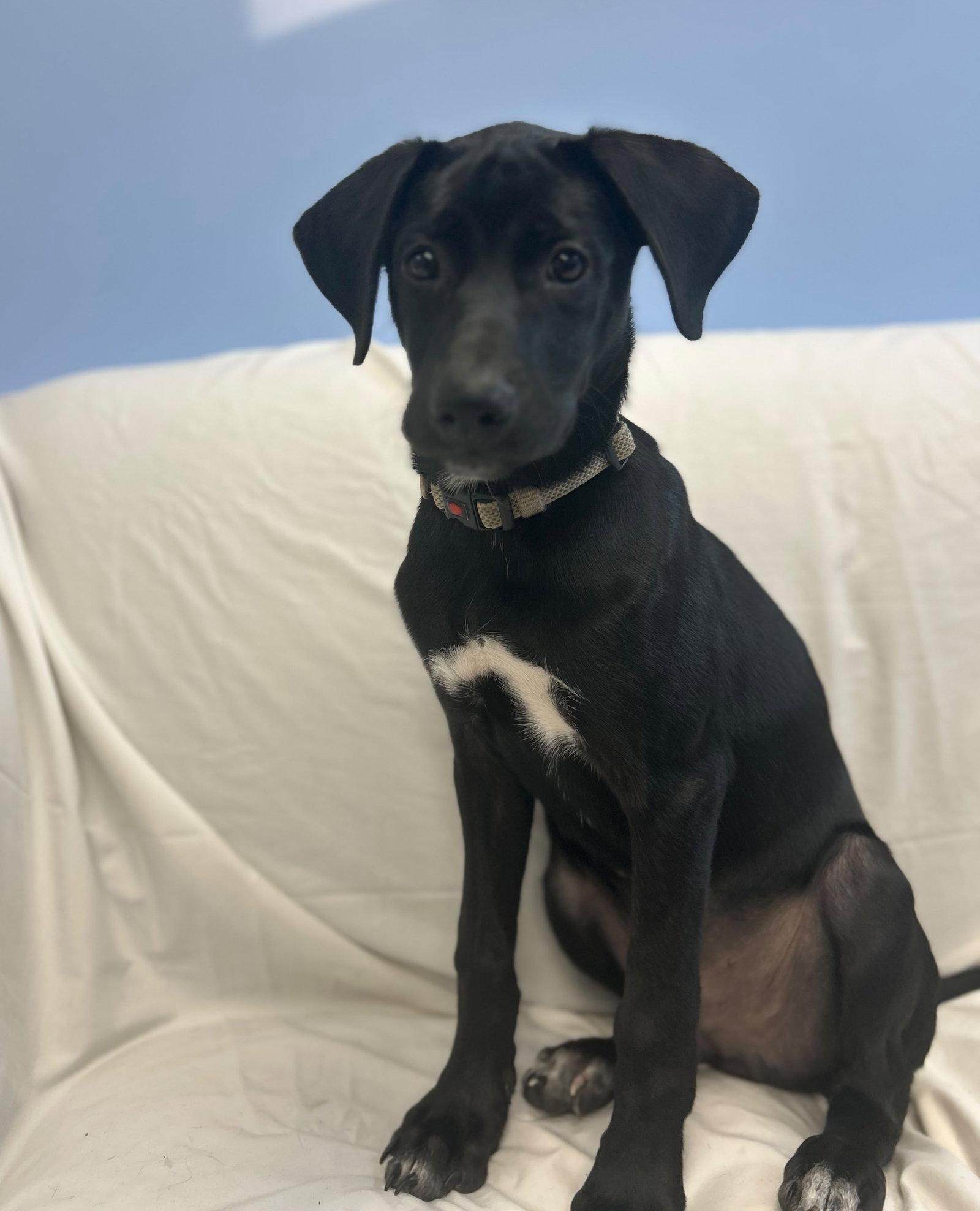 Cole, a Adoptable Mixed Breed in Cliffwood, NJ image 2/3