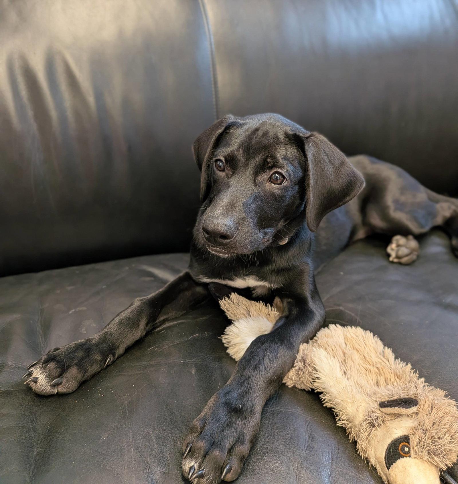 Cole, a Adoptable Mixed Breed in Cliffwood, NJ image 3/3