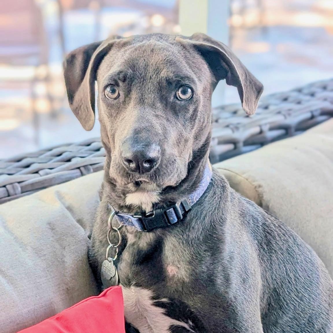 Enlarge Ash, a ADOPTABLE mixed breed in Tampa, FL image 1/6