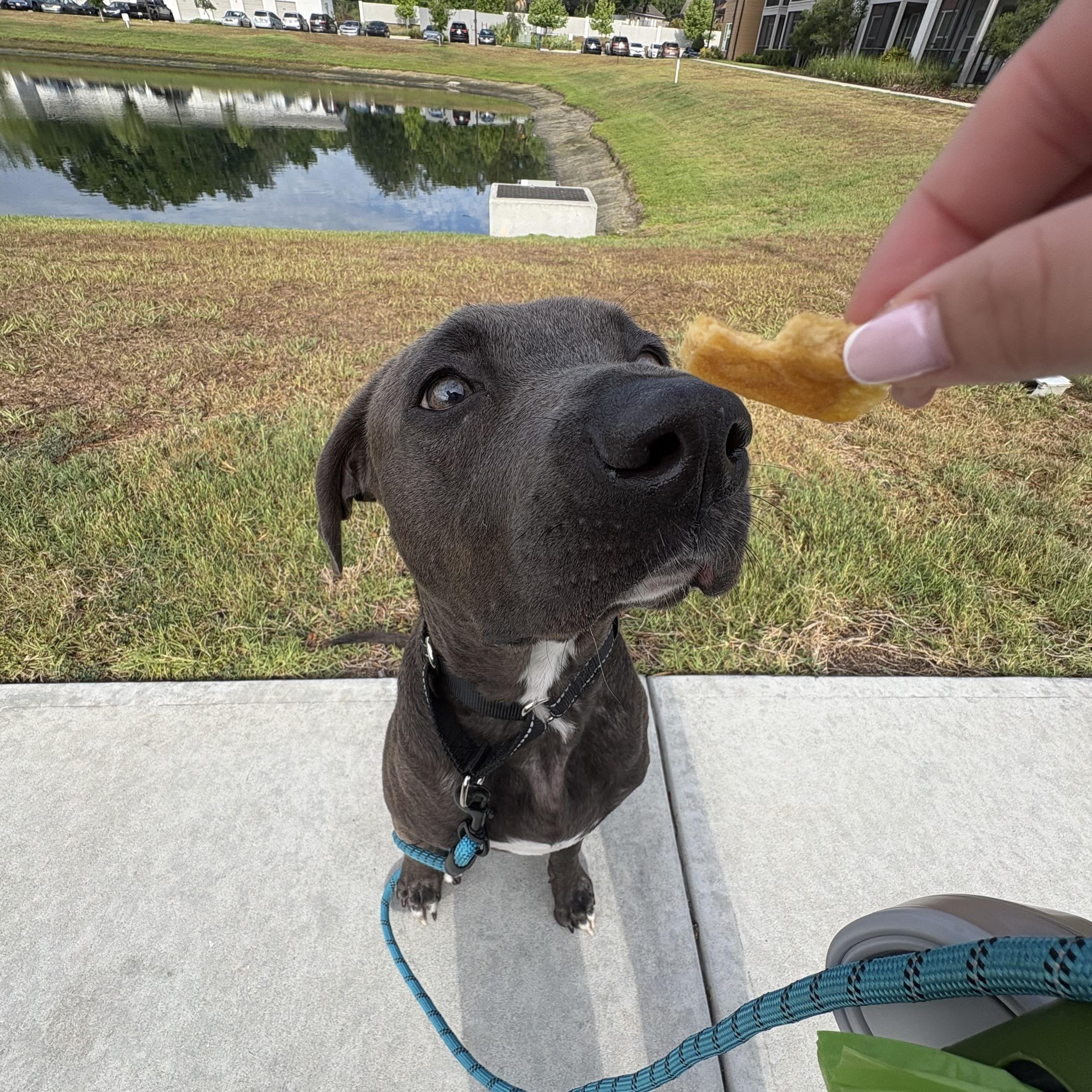 Enlarge Ash, a ADOPTABLE mixed breed in Tampa, FL image 3/6
