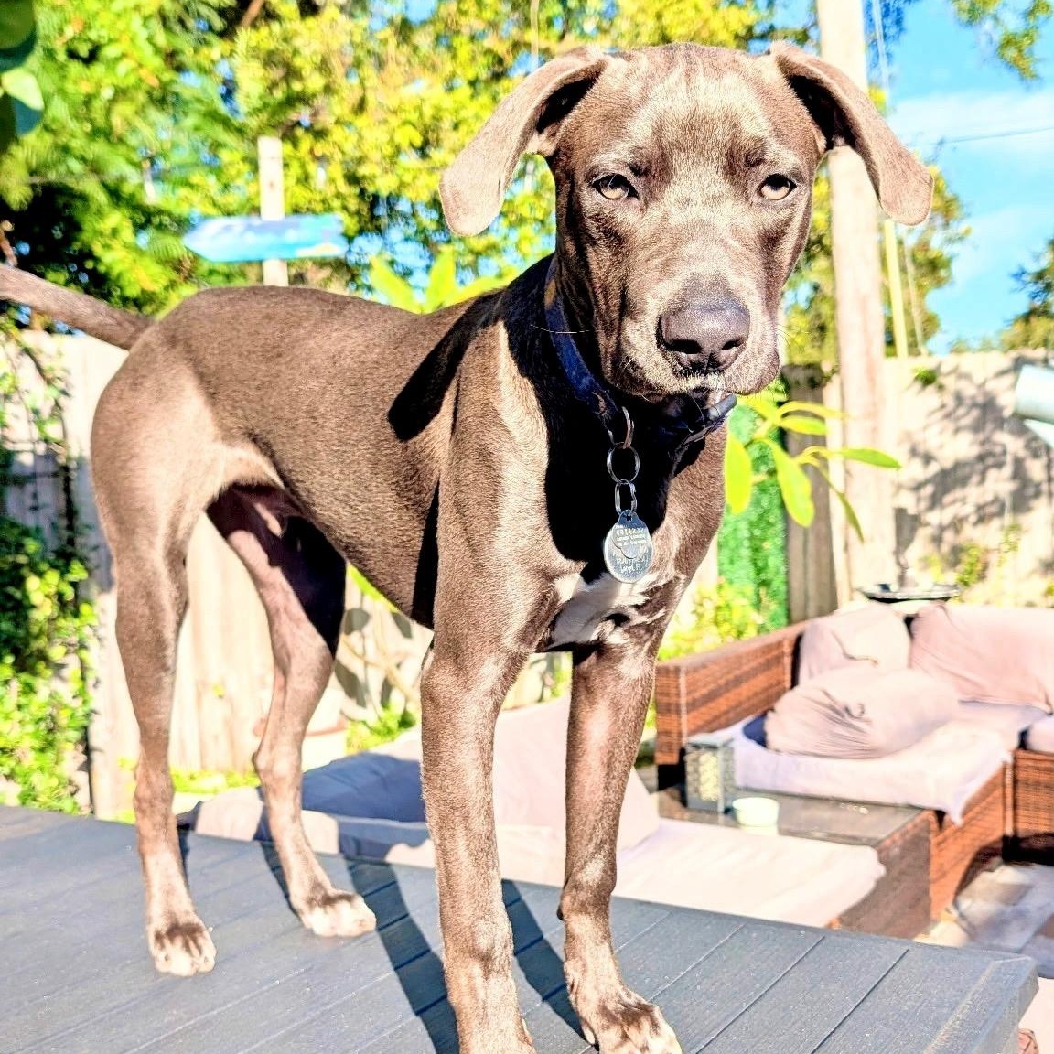 Enlarge Ash, a ADOPTABLE mixed breed in Tampa, FL image 6/6