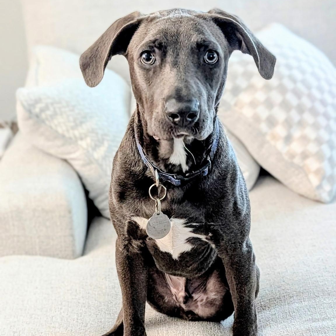 Enlarge Ash, a ADOPTABLE mixed breed in Tampa, FL image 4/6