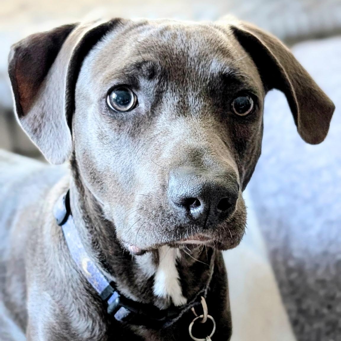 Enlarge Ash, a ADOPTABLE mixed breed in Tampa, FL image 2/6