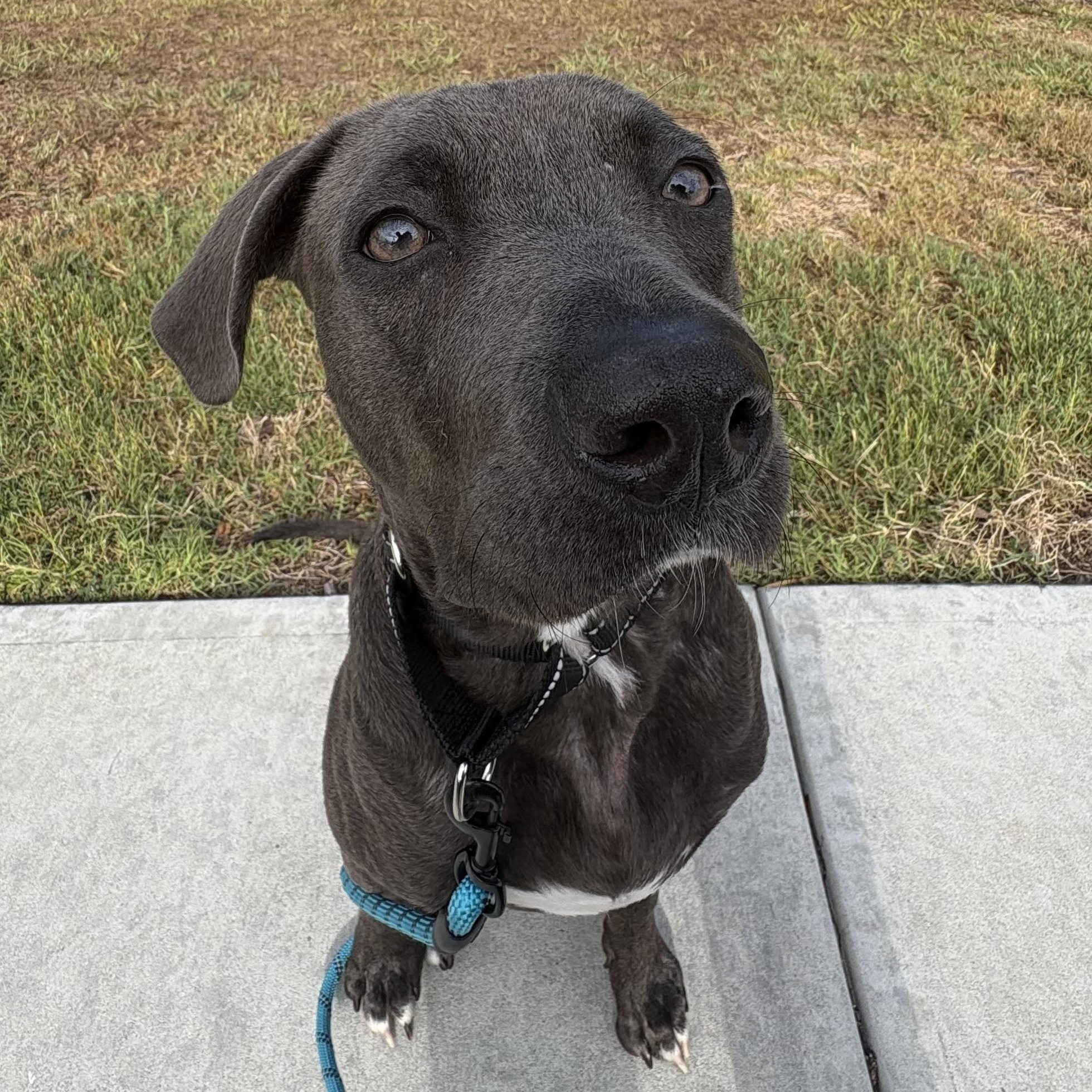 Enlarge Ash, a ADOPTABLE mixed breed in Tampa, FL image 5/6