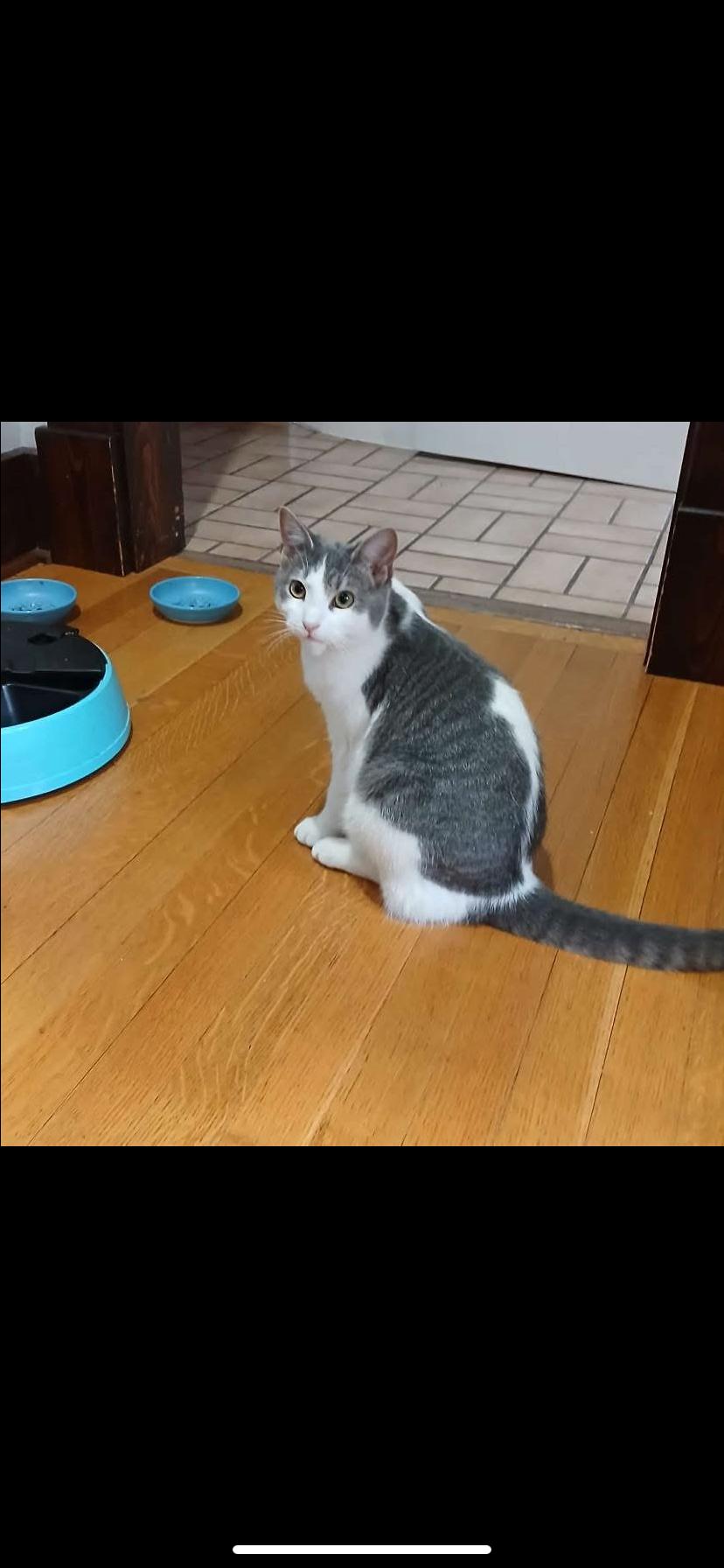 Peter, ADOPTABLE, Young Male Domestic Short Hair.