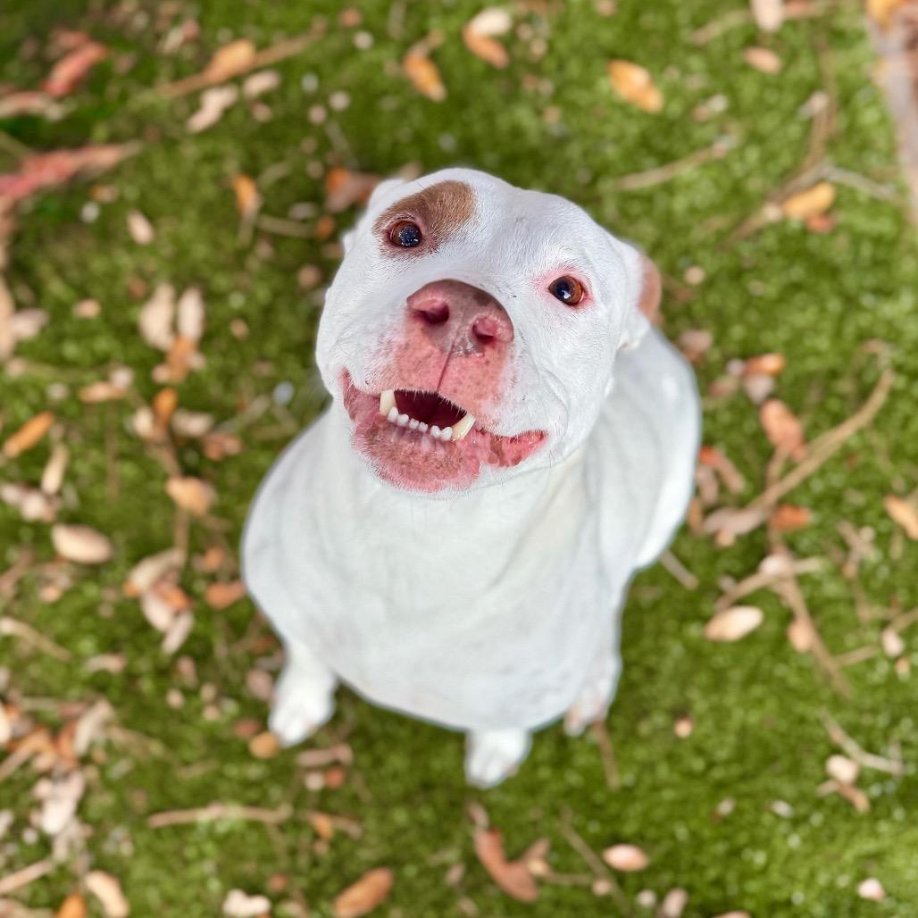 Anastasia, Adoptable, Senior Female Mixed Breed.