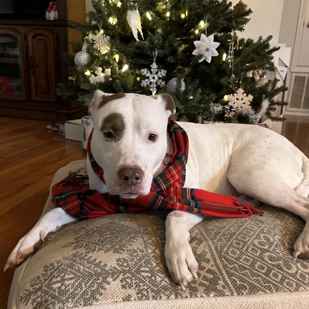 Enlarge Anastasia, a Adoptable Mixed Breed in Milton, FL image 2/6