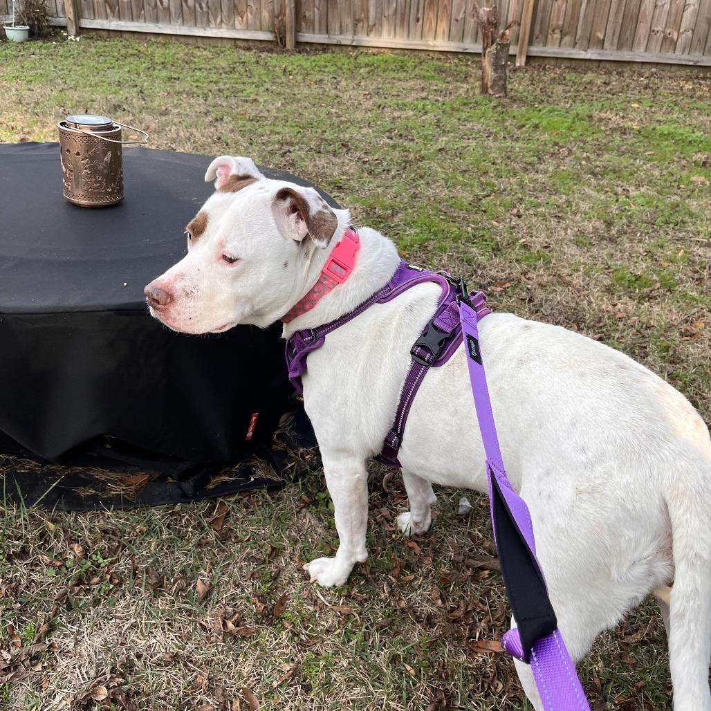 Enlarge Anastasia, a Adoptable Mixed Breed in Milton, FL image 6/6