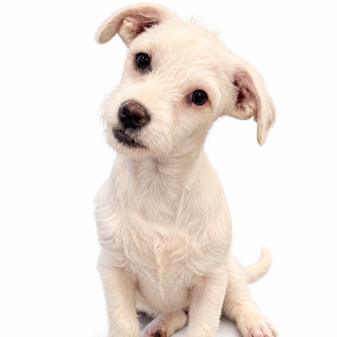 Wish, Adoptable, Young Female Wirehaired Terrier.