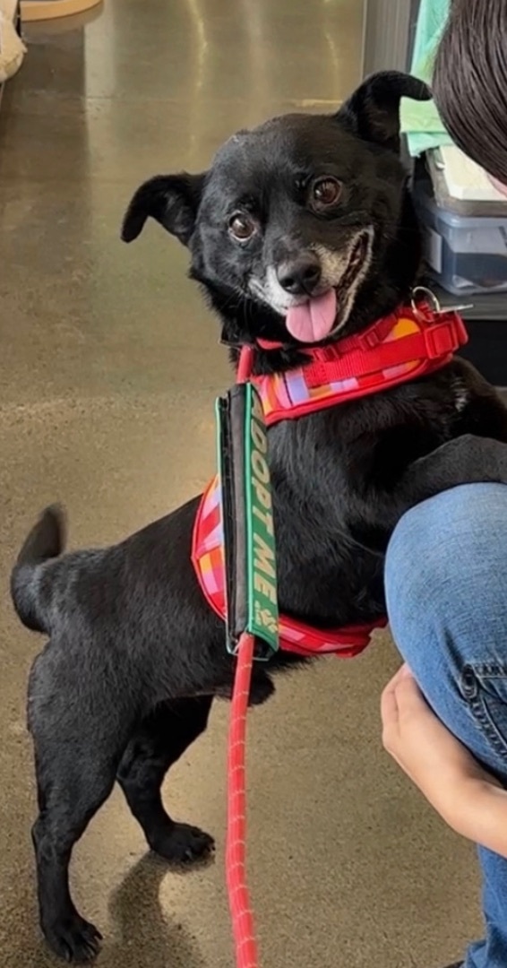 Panther — thumbnail 2