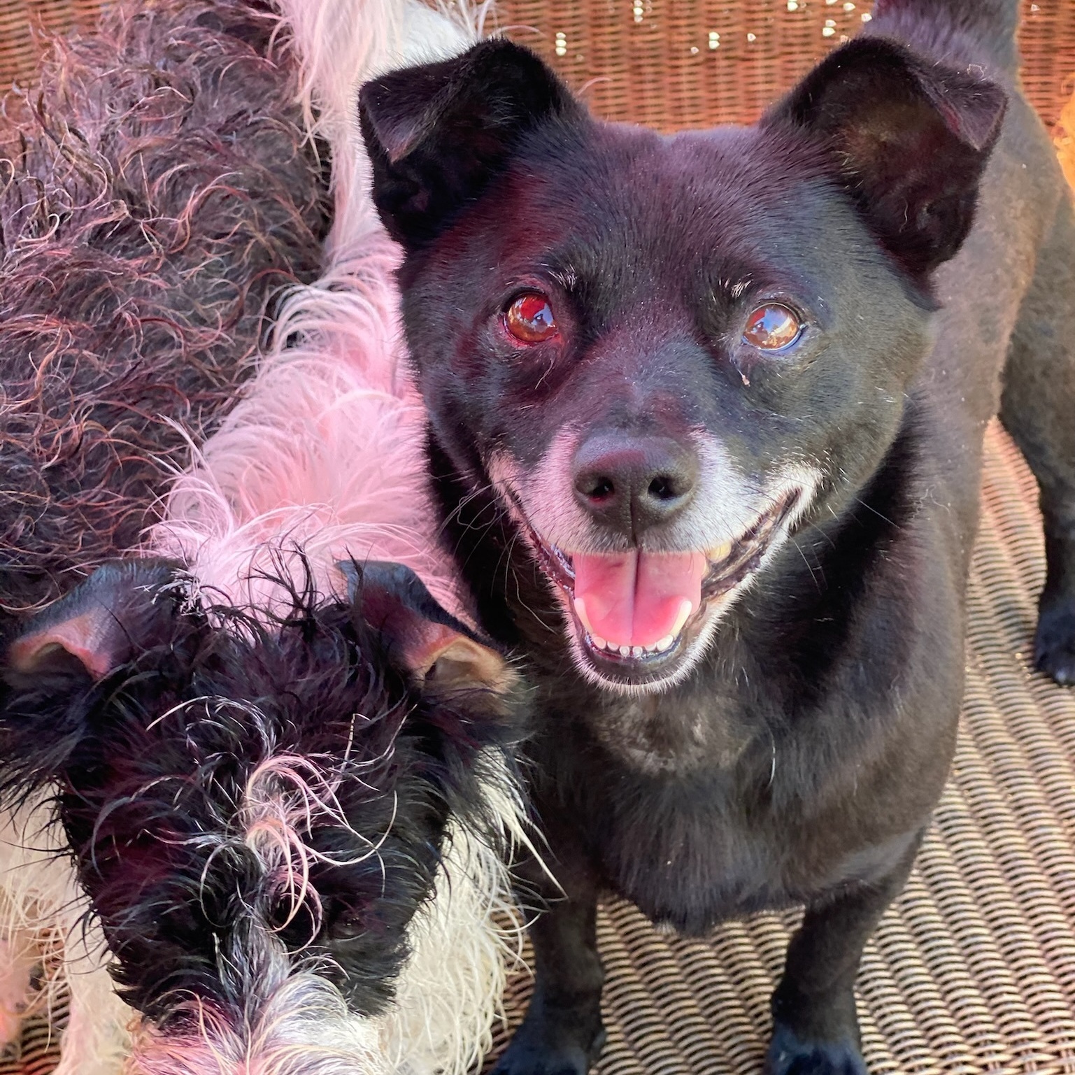 Panther — thumbnail 4