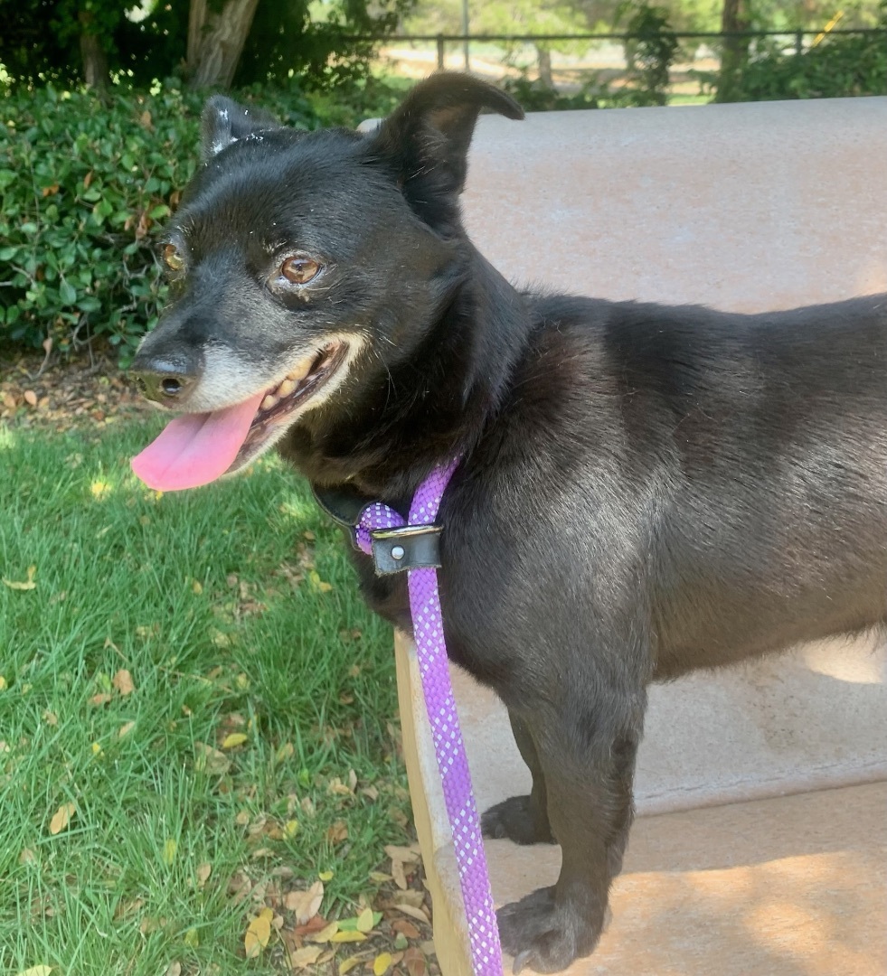 Panther — thumbnail 5