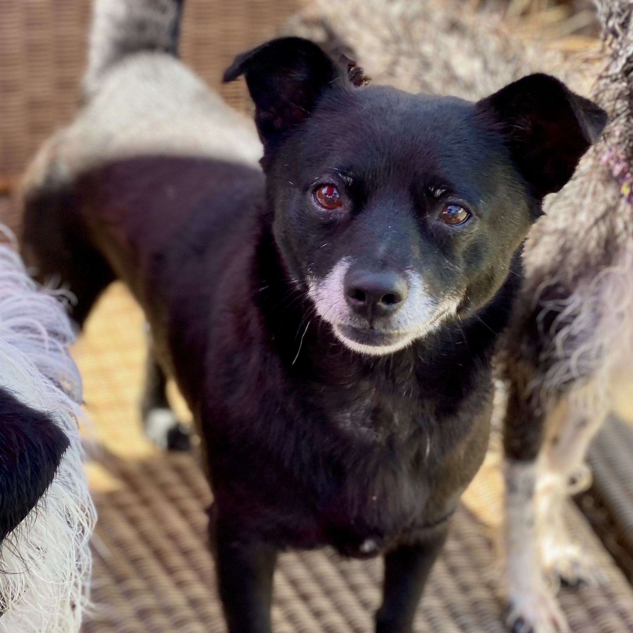 Panther — thumbnail 6