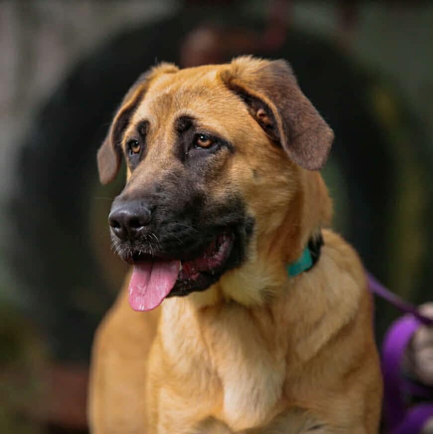 Venus, a Adoptable mixed breed in Crescent city, CA image 1/4