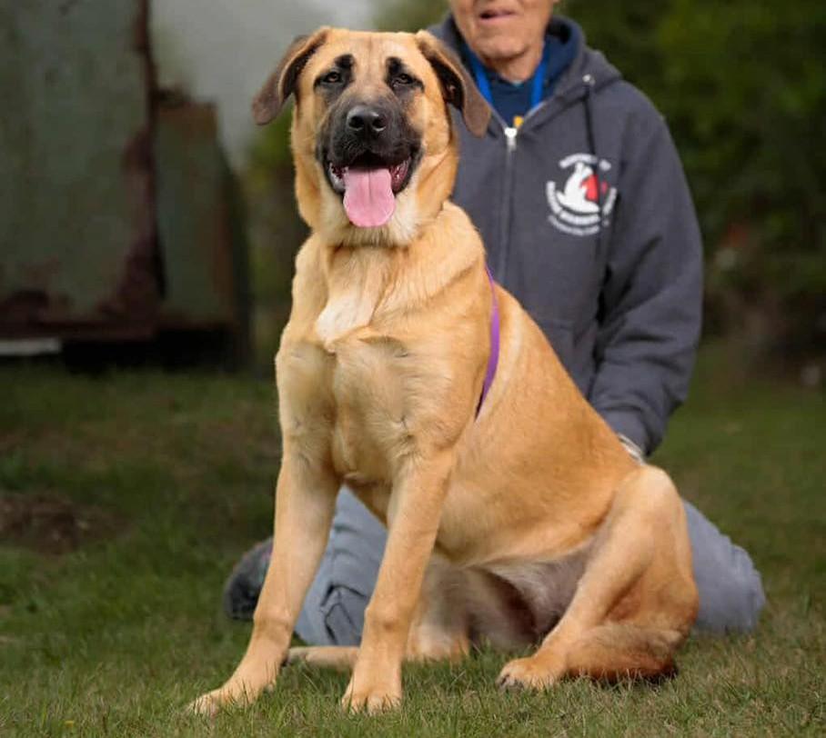 Venus, a Adoptable mixed breed in Crescent city, CA image 4/4