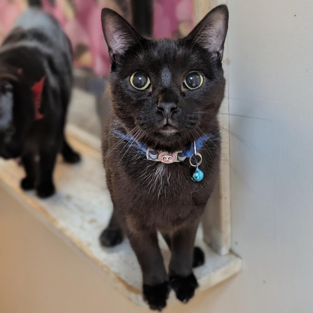Enlarge Josh, a Adoptable Domestic Short Hair in Buffalo, NY image 1/1