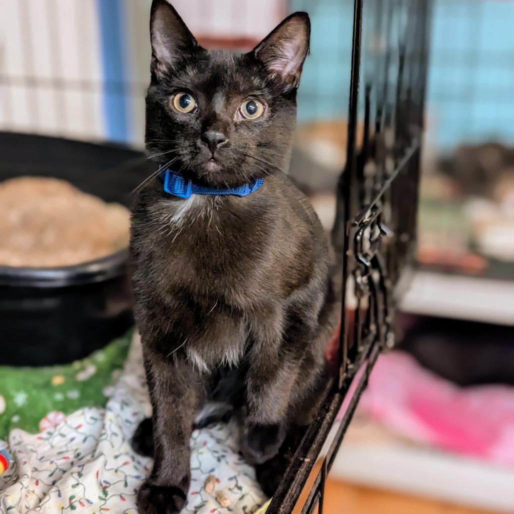 Josh, Adoptable, Young Male Domestic Short Hair.